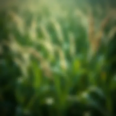 Magnificent Best Grasses for Carbon Sequestration Magnificent Best Grasses for Carbon Sequestration