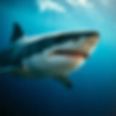 Magnificent Estimating the Population of Great White Sharks Magnificent Estimating the Population of Great White Sharks