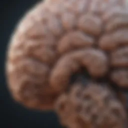 Visual representation of brain activity in aging