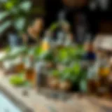 An assortment of herbal plants and remedies on a wooden table.