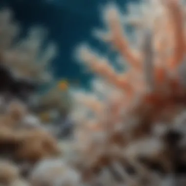 Illustration of marine life affected by coral bleaching