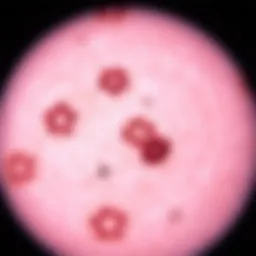 Microscopic view of skin lesions caused by hives