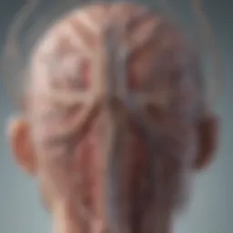 Neurological pathways affected by neuroborreliosis