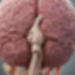 Illustration depicting the location of DIPG in the brainstem.