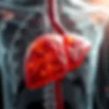 Detailed illustration of liver inflammation due to autoimmune hepatitis