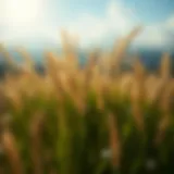 Best Grasses for Carbon Sequestration Introduction