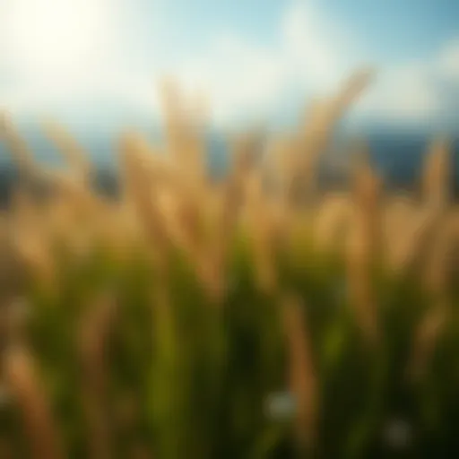 Best Grasses for Carbon Sequestration Introduction