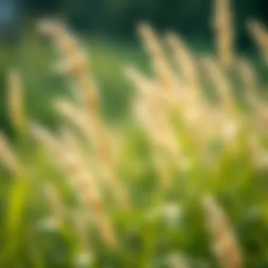 Notable Best Grasses for Carbon Sequestration Notable Best Grasses for Carbon Sequestration