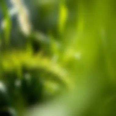 Best Grasses for Carbon Sequestration Summary Best Grasses for Carbon Sequestration Summary