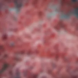 Bifidobacterium longum under a microscope