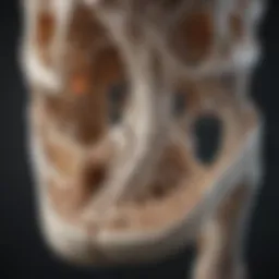 Illustration of bone structure highlighting growth areas