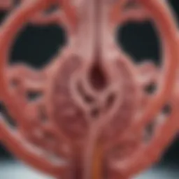 Illustration of glomerular filtration process