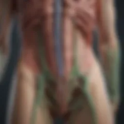 Illustration of the lymphatic system showcasing its components and function