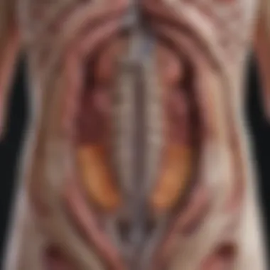 Anatomy of the Colon in Imaging Visual representation of colon anatomy in relation to imaging technology