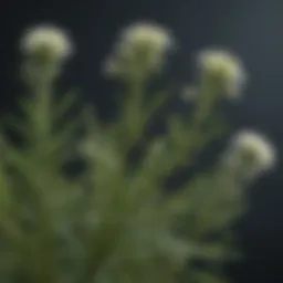 Close-up of horseweed plant showcasing its distinctive leaves and flower heads