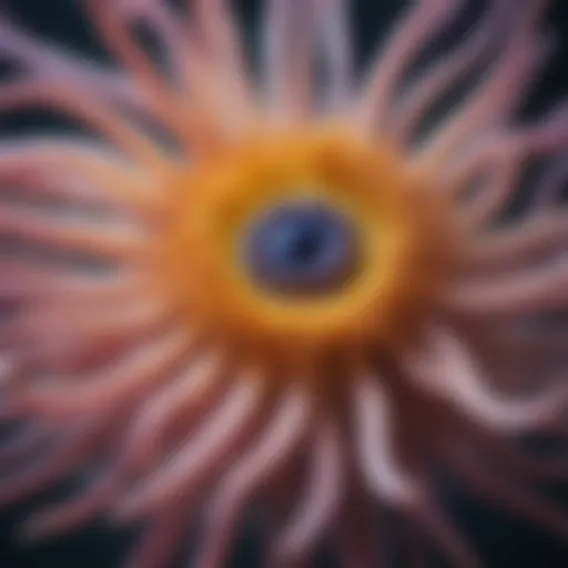 Close-up of a vibrant sea anemone showcasing its tentacles