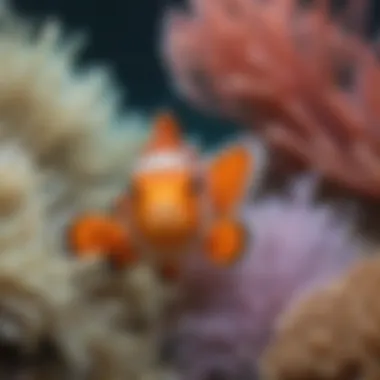 Symbiotic Relationship: Clownfish and Sea Anemone Illustration depicting the symbiotic relationship between clownfish and sea anemones