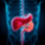 Diagram illustrating gallbladder anatomy