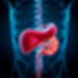 Diagram illustrating gallbladder anatomy