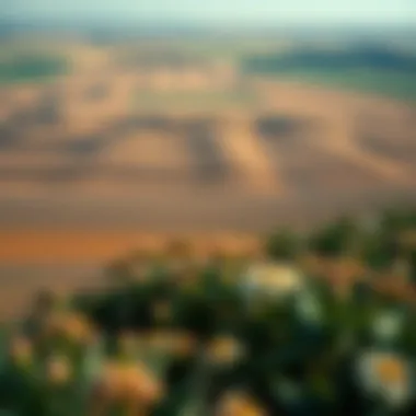 The Economic Landscape of Agriculture Expansive view of an agricultural landscape illustrating the economic significance of farming in the region.