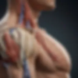 Anatomical diagram of the shoulder joint highlighting impingement