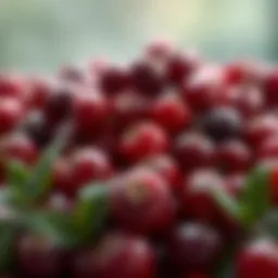 Cranberry fruit rich in antioxidants