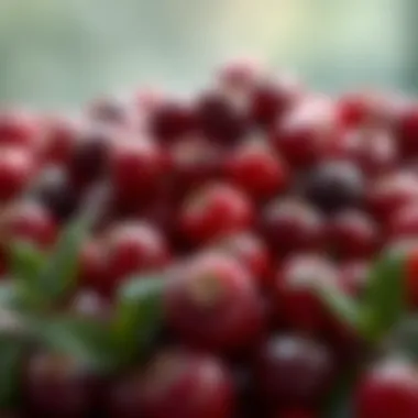 Cranberry fruit rich in antioxidants