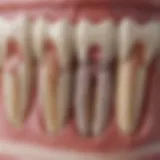 Detailed view of dental radiographs showcasing tooth structure