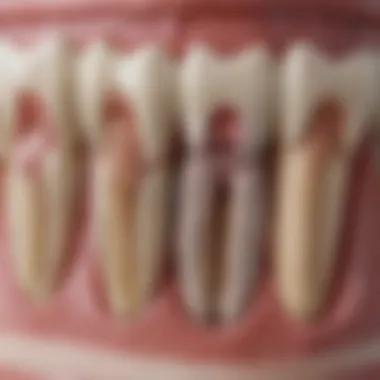 Understanding Tooth Anatomy in Radiographs Detailed view of dental radiographs showcasing tooth structure