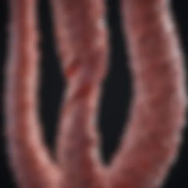 Genetic markers associated with colorectal cancer risk