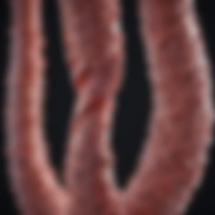 Genetic markers associated with colorectal cancer risk