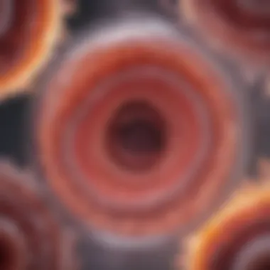 Cellular Transformations in the Embryo Cellular transformations in the embryo