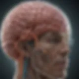 Dopamine neurotransmission in the brain