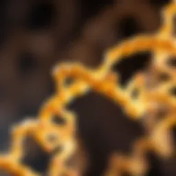 Genetic structure related to Epidermolysis Bullosa