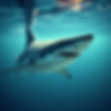 Notable Estimating the Population of Great White Sharks