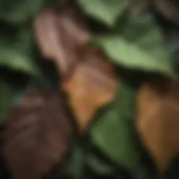 Close-up of leaves exhibiting nutrient absorption
