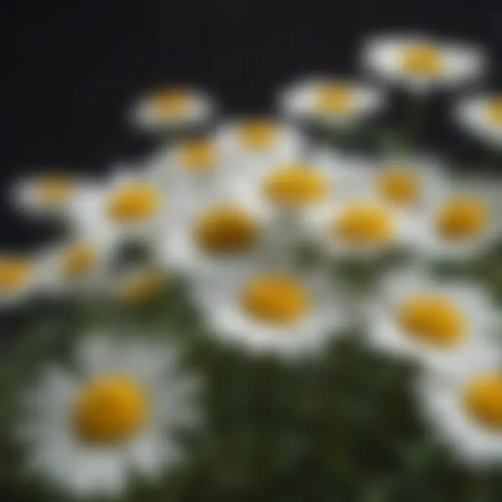 Close-up of chamomile flowers, a potential herbal remedy