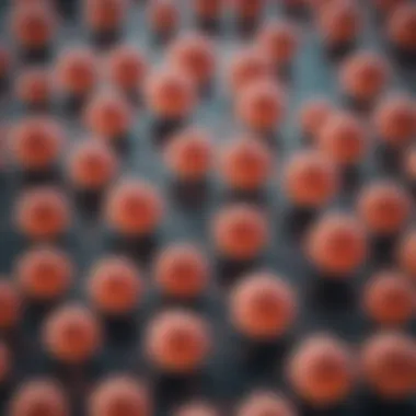 Overview of Established Bladder Cancer Cell Lines Illustration of various established bladder cancer cell lines