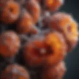 Visualization of kidney stone composition
