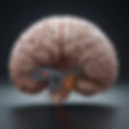 Illustration depicting the brain regions associated with memory