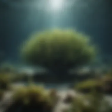 Innovative Underwater Cultivation Methods Innovative underwater cultivation methods for sustainable seaweed farming