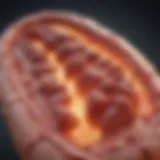 Illustration depicting the formation of arterial plaques