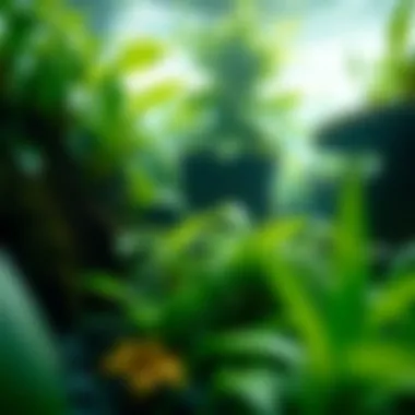 Thriving Aquatic Plants Aquatic plants thriving in a serene water environment