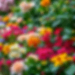 A vibrant display of flowering plants showcasing diverse colors