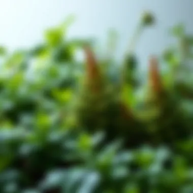 Lush Non-Flowering Plants An array of lush non-flowering plants in various habitats