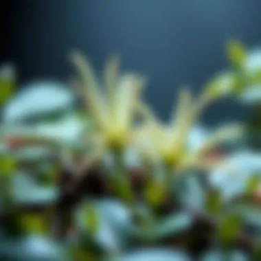 Plant Adaptations in Ecosystems A close-up of plant adaptations in different ecosystems