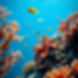 A vibrant coral reef showcasing biodiversity