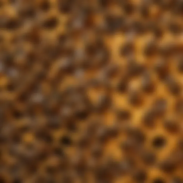Illustration of a bee hive showing pheromone distribution