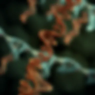 Diagram illustrating the functionality of RNA in cellular processes