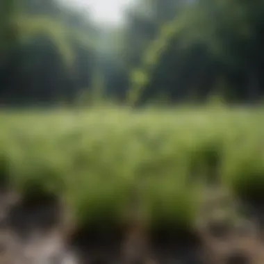 Calcium Applications in Agriculture Applications of calcium-rich seaweed in agriculture